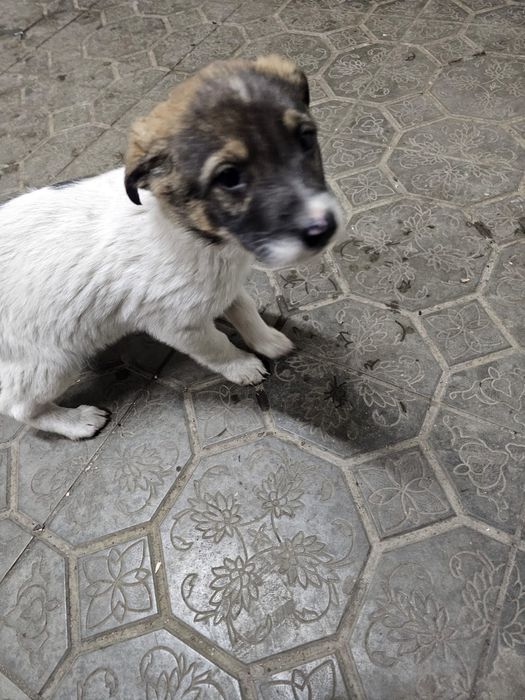 Отдам щенят в хорошие руки.