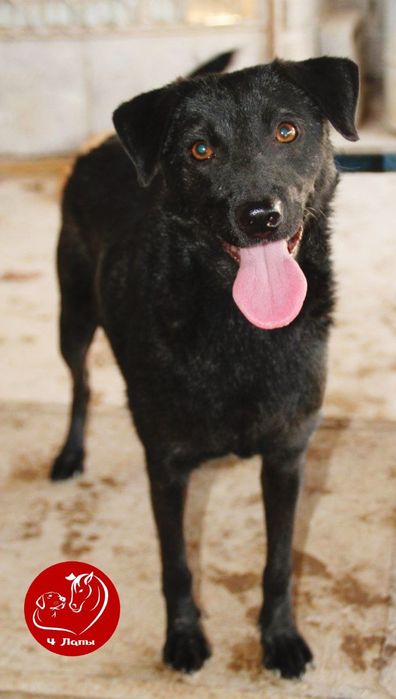 Отдам в хорошие ручки