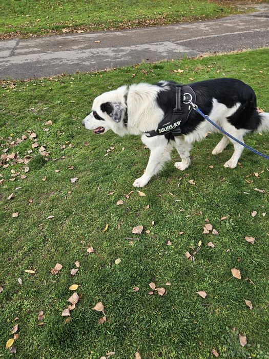 Бруно търси своя дом!