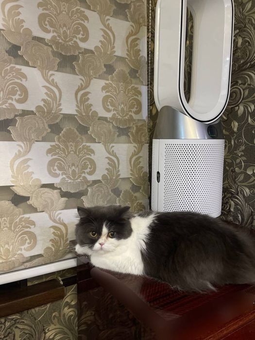 Tekinga parodali mushu