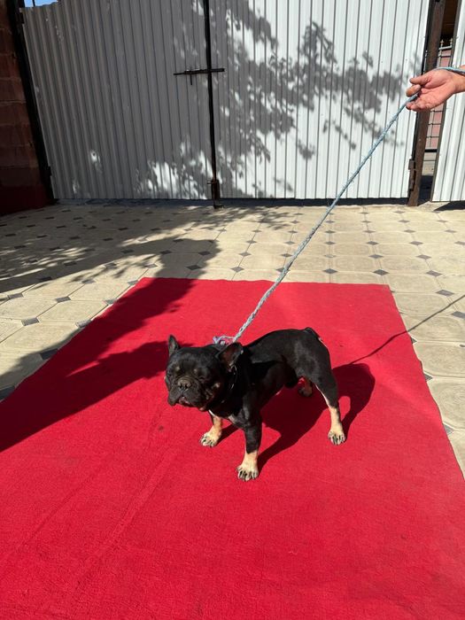 Французкий бульдок