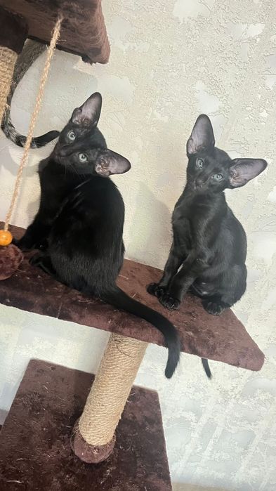 Котята ориентальные