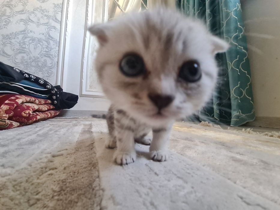 Продаю котика пародистова