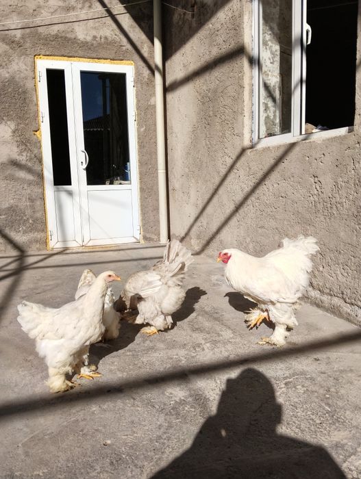 toza bramalar sotiladi