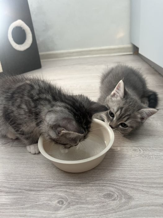 котята породистые