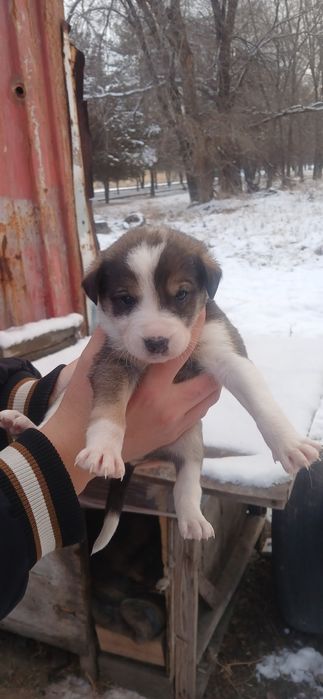 отдам щенков  бесплатно