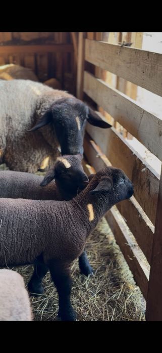 Miei Suffolk De vânzare !