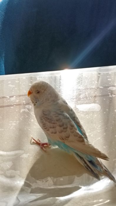 Волнистые попугаи