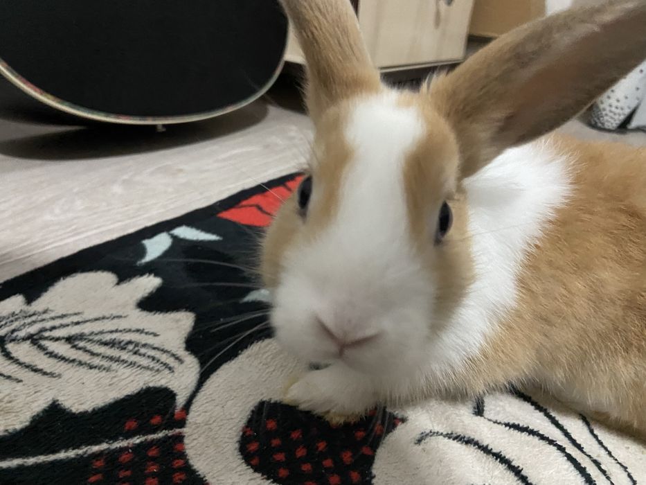 Декоротивный кролик