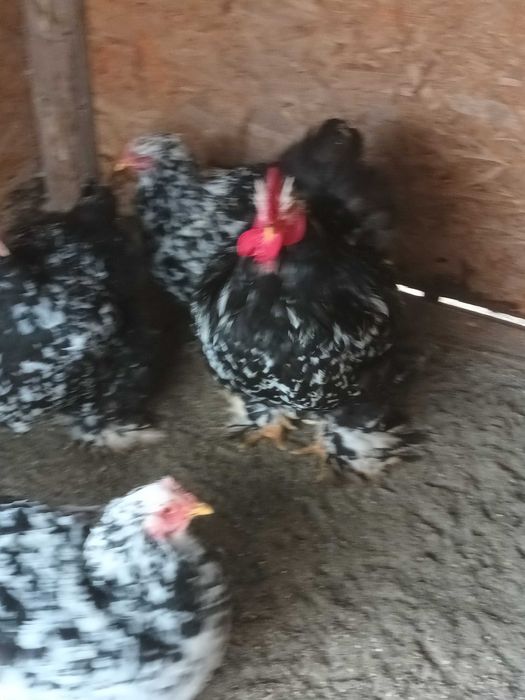 Brahma si cochinchina pui disponibili