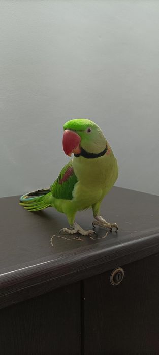 Александрийский ручной говорящий попугай в зоомагазине «ЖИВАЯ ПРИРОДА»