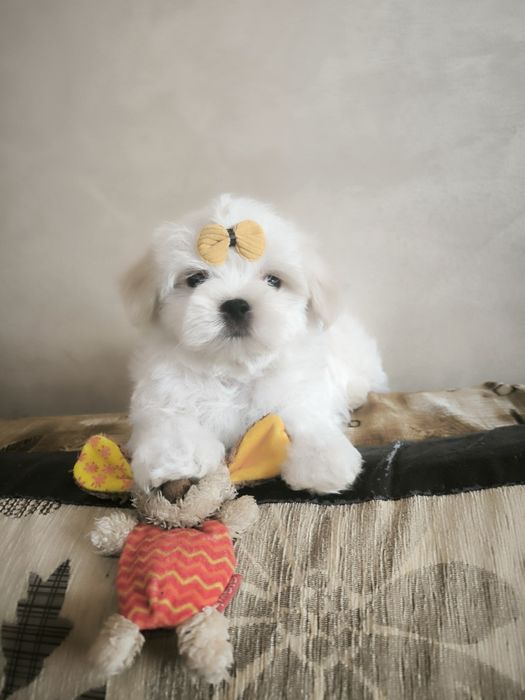 Продам щенков Мальтезе