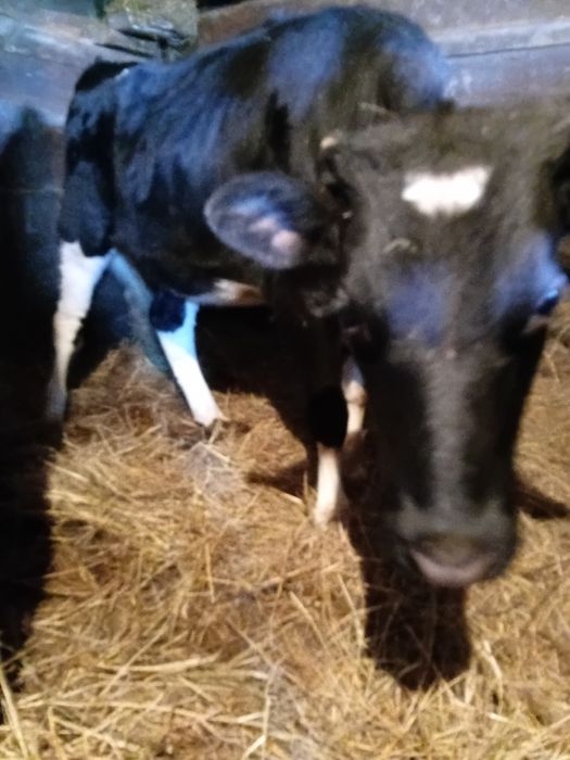 Продам тёлочки Продам