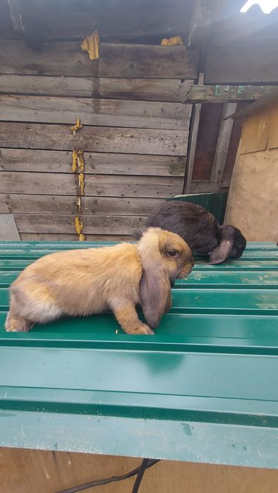 Кролики Породистые