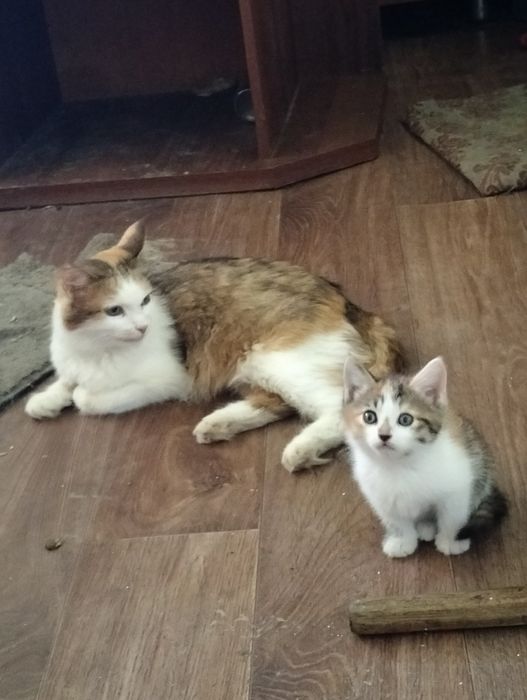 Котята в добрые руки