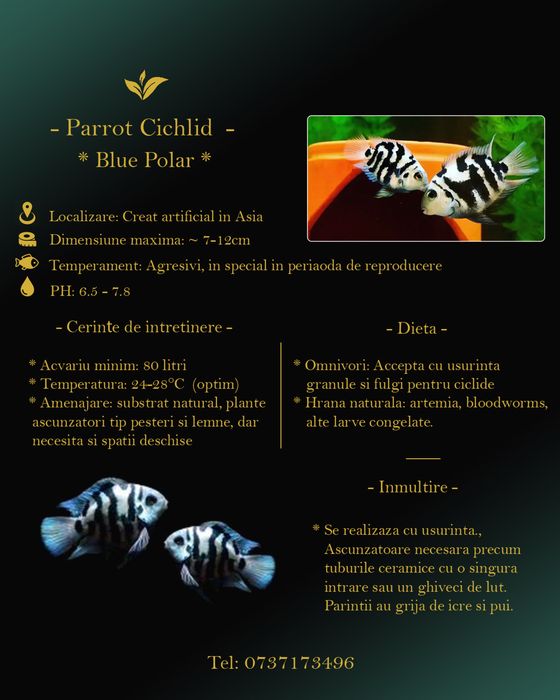 Sewellia/Ciclide Parrot Blue/Guppy Red tuxedo Koi/Creveti rosii/Pesti ornamentali acvariu
