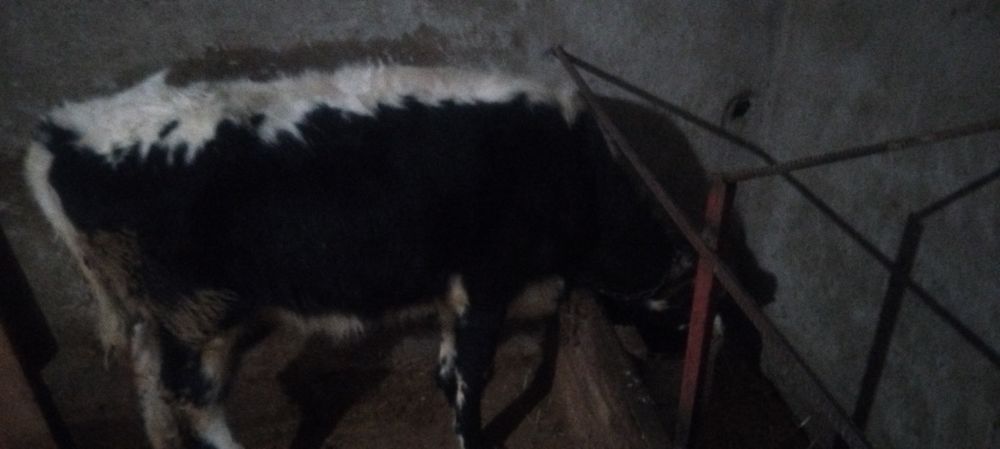 Тана телка  1жасар