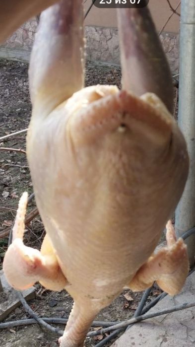 Продаются очень экологически чистые курочки,индюшки,индоутки,перепёлки