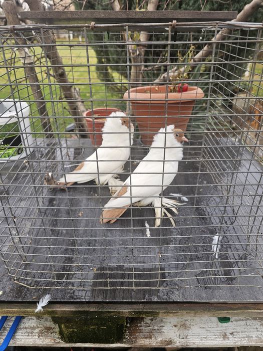 Porumbei Cap de Maur