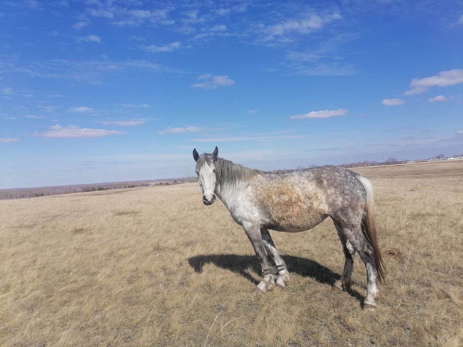 Продам жеребую кобылу