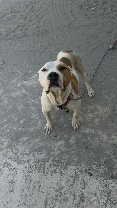 Pitbull 1.5 yosh