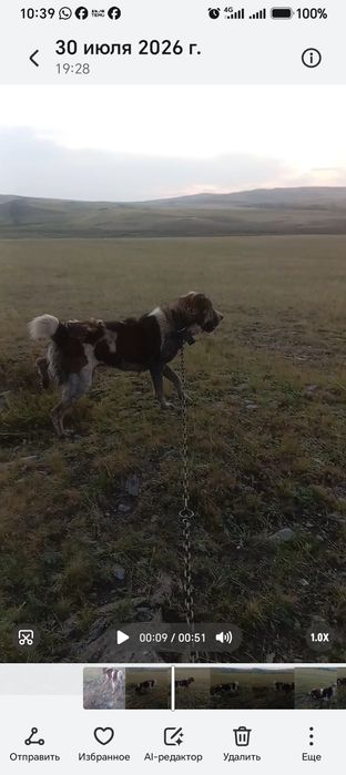 Алабай 2 жаста жуас