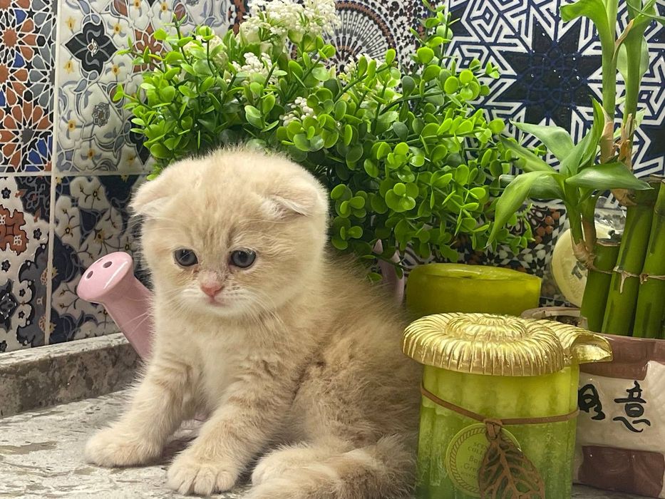 Котята скотиш фолд