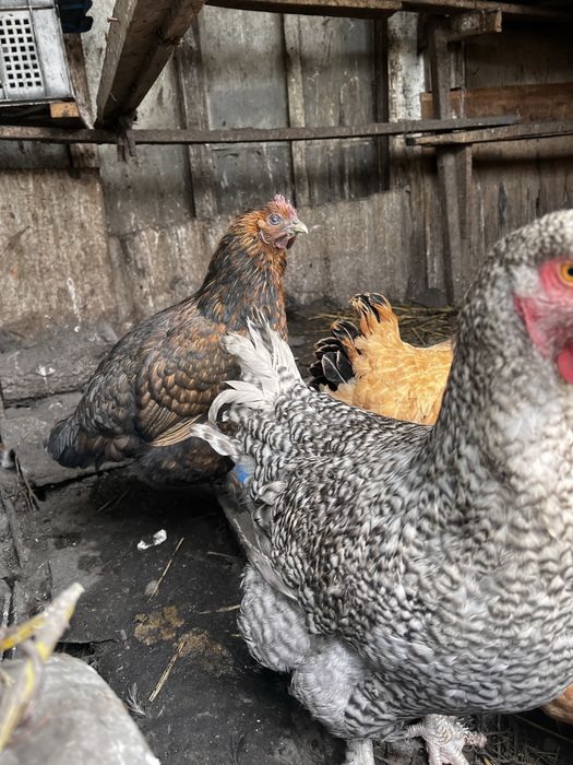 Домашние куры несушки