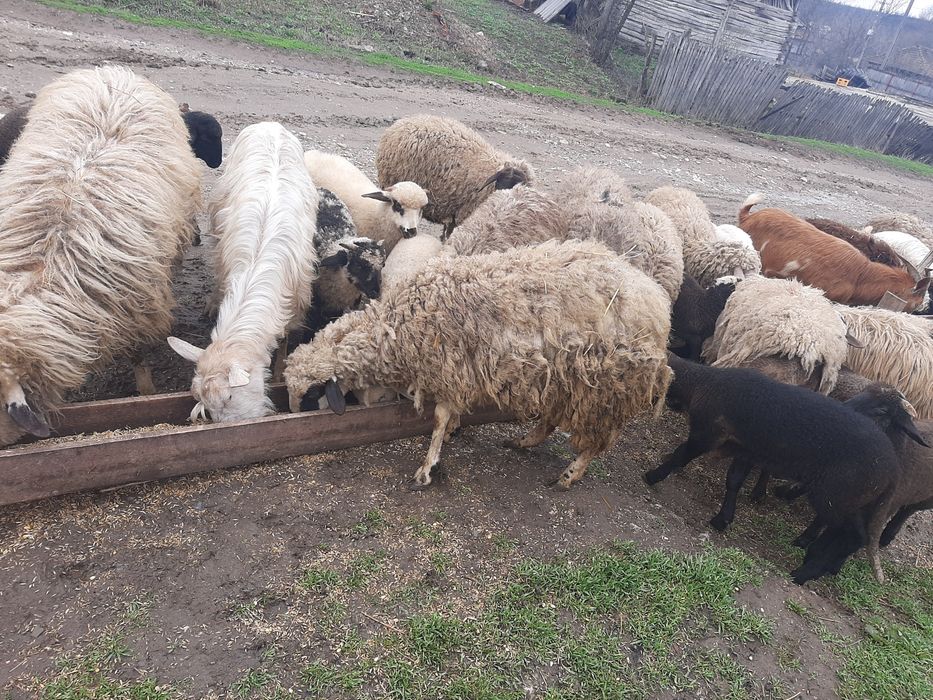 De vânzare oi si capre !