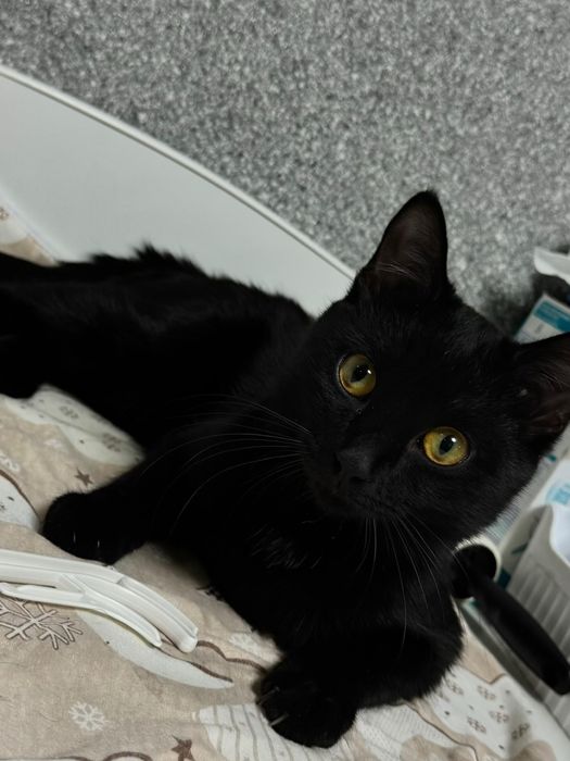 Кот в добрые руки