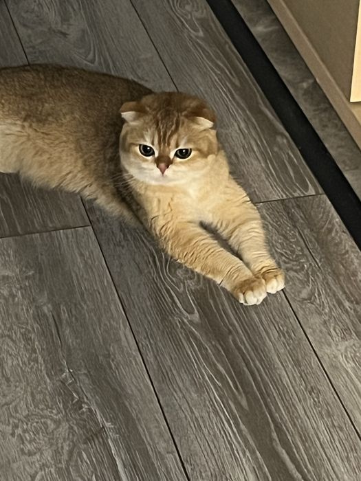 Котенок золотая шиншилла