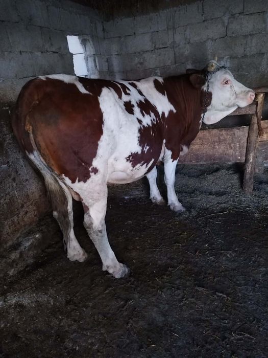 Vând vacă bună balțată germană