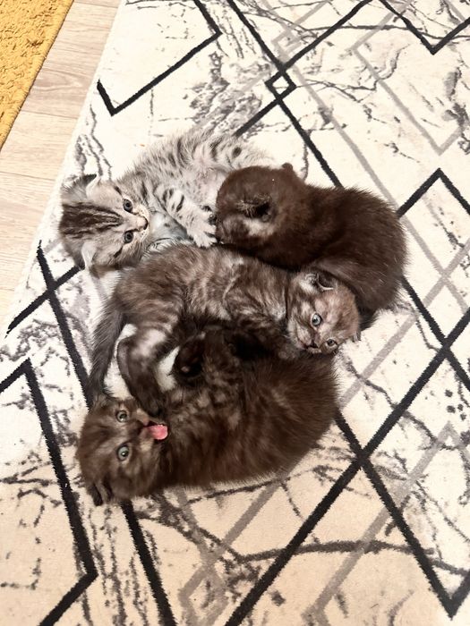 Шотладнский вислоухий