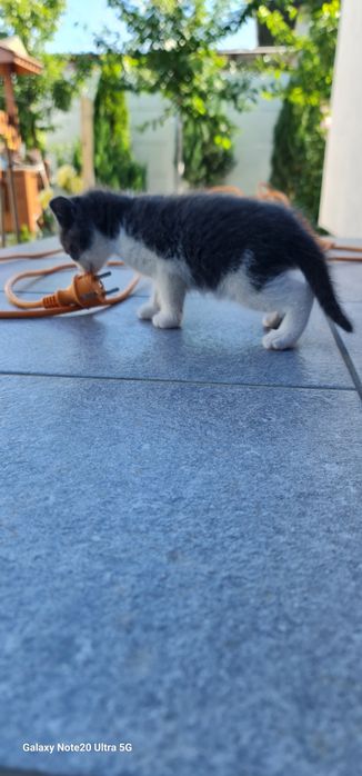 Pisicute de adoptat
