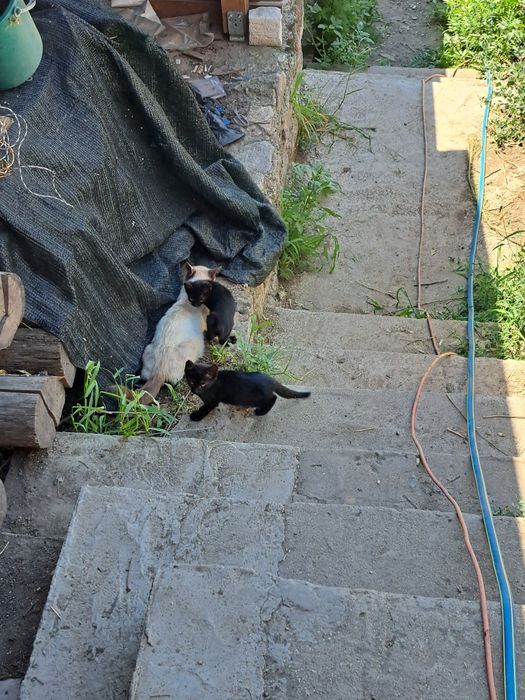 Dau spre adopție pisicuțe