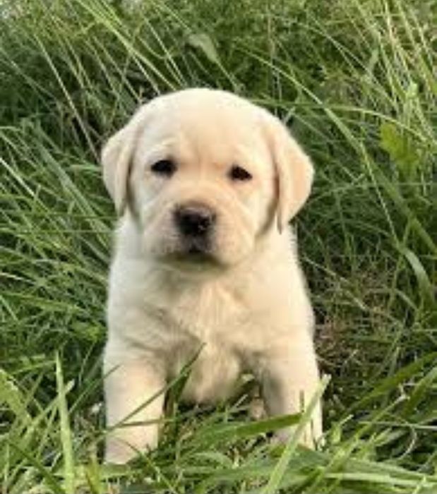 Labrador Retriever cu pedigree