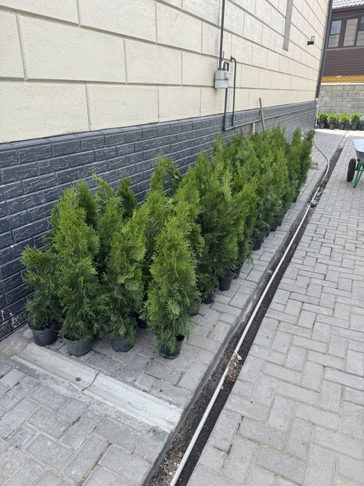 Туя смарагд оптом