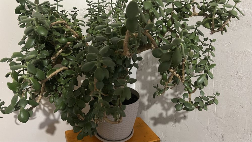 Цветок в горшке Денежное дерево