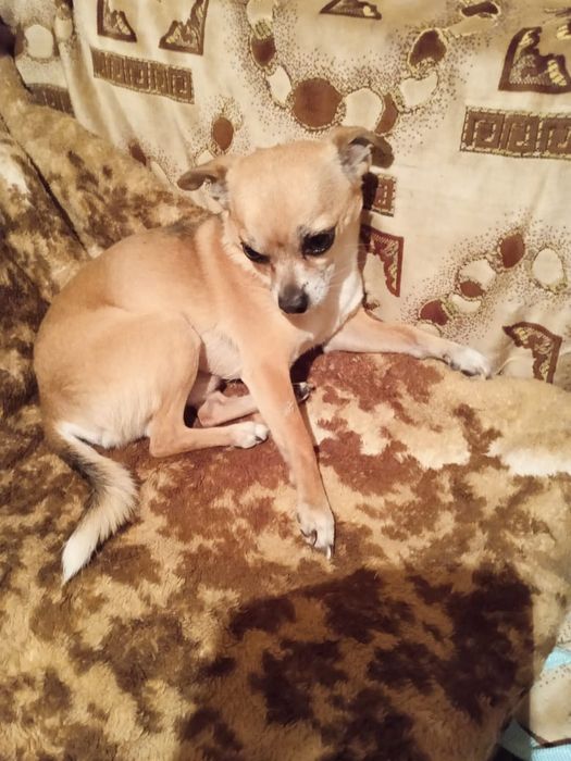 Кобель на вязку чихуахуа