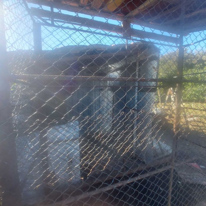 Vand porumbar(coser porumb)