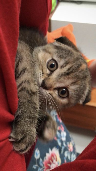 Кошечка на вязку