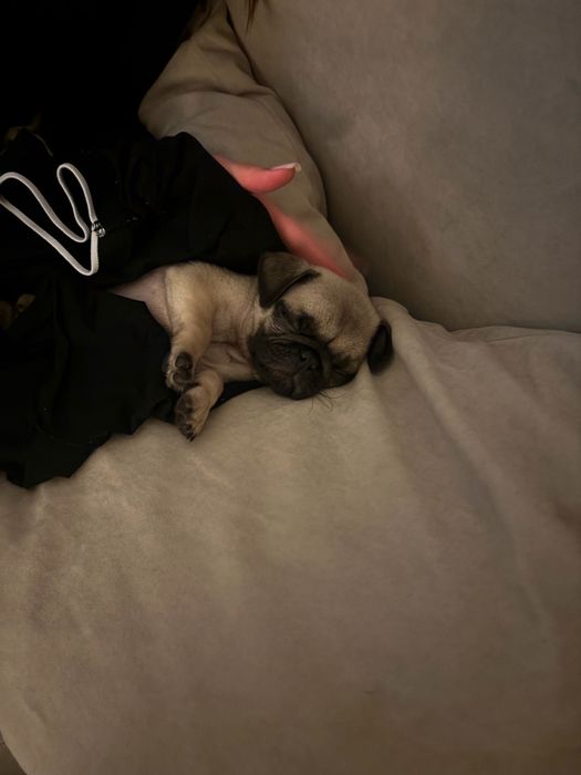 Продаю щенка Мопса