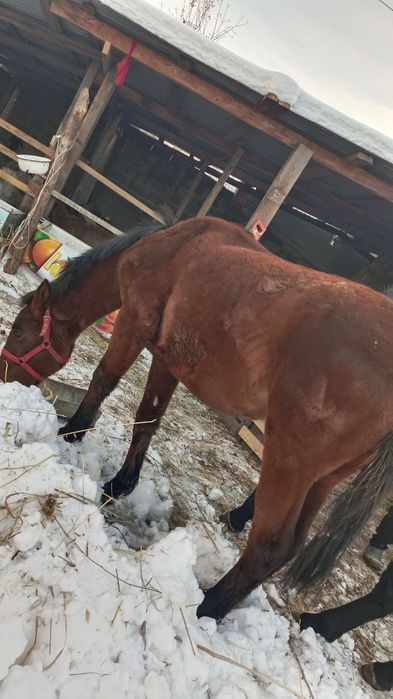 Продам тайчика .