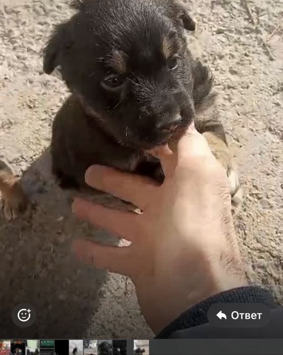 Щенки в добрые руки