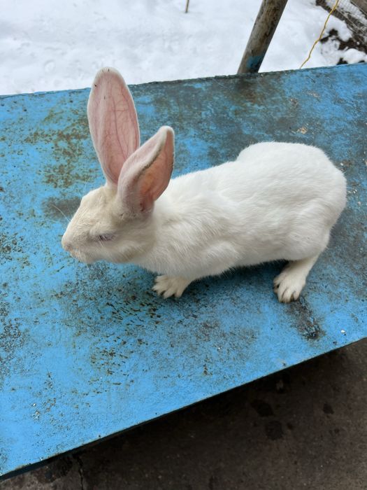 Hikol quyon Хикол кролик