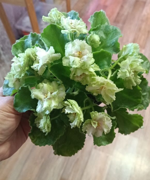 Фиалки сортовые цветущие.