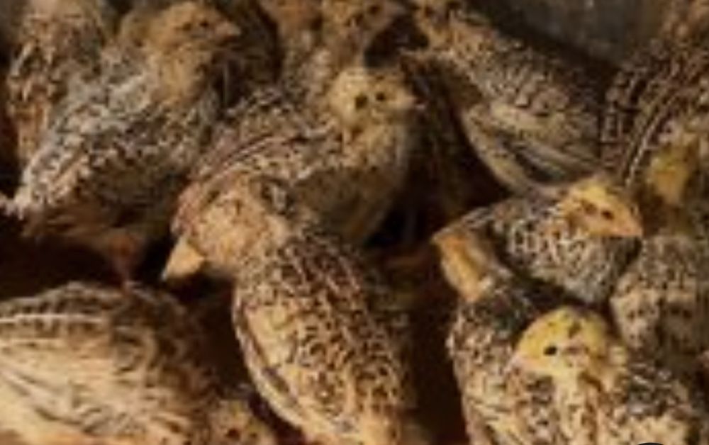 Пъпдъдъци за клане