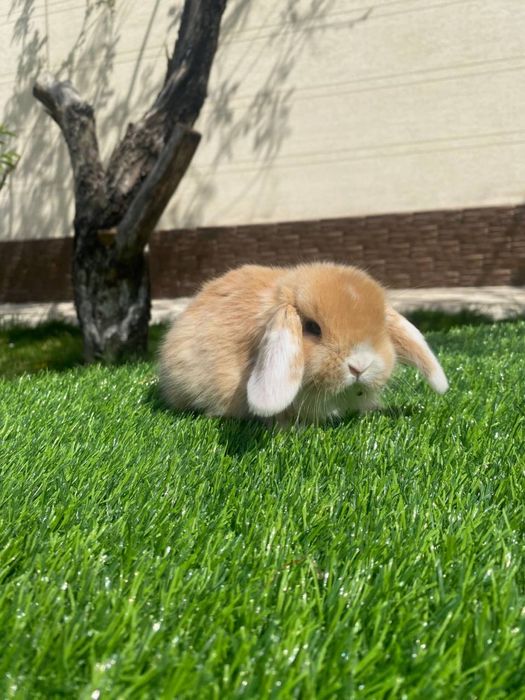 Карликовые крольчата , декоративные