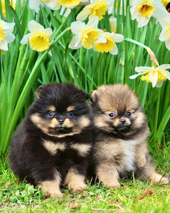 Шикарные щенки померанский шпиц