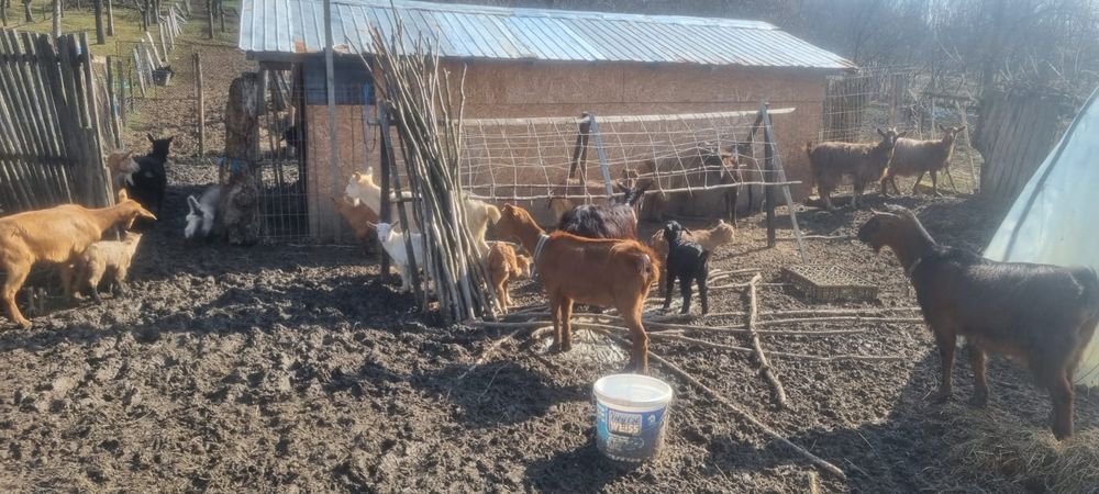 Capre și oi de vanzare